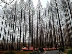 -黄海国家森林公园