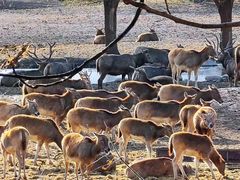 -北京麋鹿生态实验中心