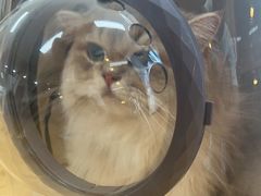 -喵百万·布偶·蓝金金渐层英短·猫舍(百子湾店)