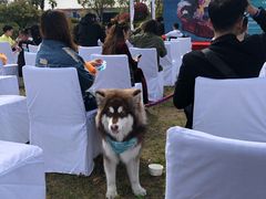 -上海崇明金茂凯悦酒店