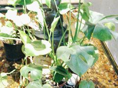 -邈墨茶馆(凤起路店)