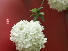 -大龙山(地铁站)