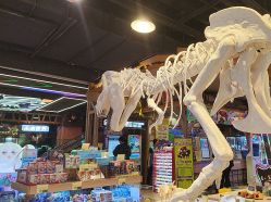 -卡通尼·Safari非洲探索乐园·生日会(金桥国际商业广场店)