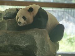 -云南野生动物园