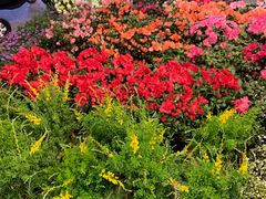 -双季花艺园艺市场(浦东店)