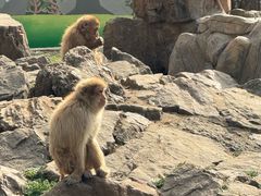 -合肥野生动物园