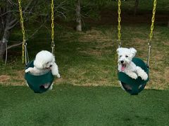 -爪吧宠物乐园 (温榆河示范区店)