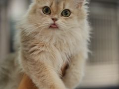 -翊宠yipet猫狗购宠庄园犬舍•猫舍