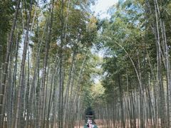 -大奇山国家森林公园