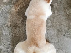 -more than meow吴止猫主题餐厅(承德 中船汇店)