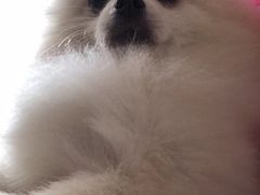 -汪星球宠物生活馆