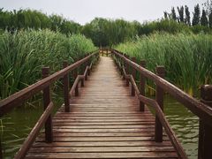 -西青郊野公园