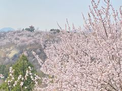 -白水寺森林公园