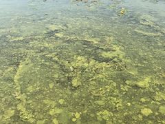 -丁香湖公园