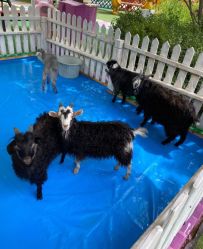 -萌宠亲子动物乐园(槐房万达店)