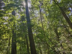 -五营红松林海景区