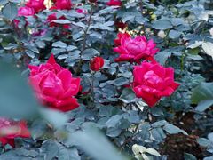 -人民公园(罗湖区)