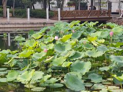 -协和菜馆(凤凰街店)