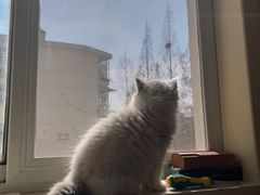 -欣宠猫屋·矮脚拿破仑·蓝金金渐层