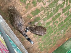 -西霞口神雕山野生动物世界