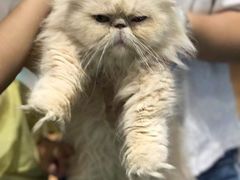 -猫色咖啡·猫咖