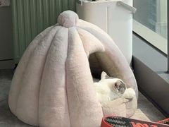 -伟伟宠物医院·瑞派猫友好医院·猫科(光谷店)