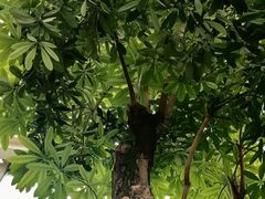 -石家庄市植物园