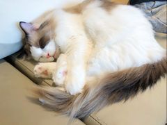 -猫腻·猫咖·撸猫馆(星光大道店)