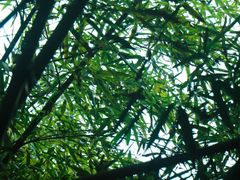 -潜山国家森林公园