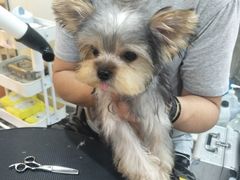 -momokira米努特·德文卷毛猫·棉花面纱犬