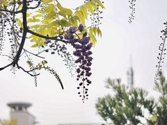 -嘉定紫藤园