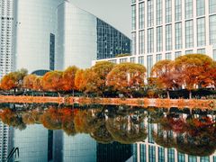-三里屯东五街银杏大道