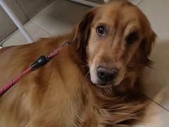 -艾贝尔宠物医院·狂犬免疫点(江山金象城店)