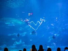 -烟台海昌鲸鲨海洋公园