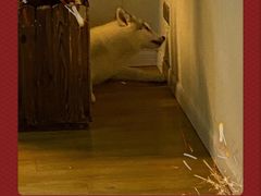 -Husky Go! 哈士奇体验馆·宠物咖啡厅狗咖