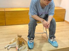 -南京Hallo宠物乐园·哈罗犬舍·柴犬繁育基地