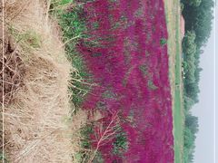 -北京东方普罗旺斯薰衣草庄园