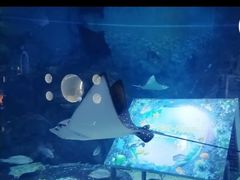 -烟台海昌鲸鲨海洋公园