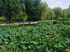 -沐仙湖湿地公园