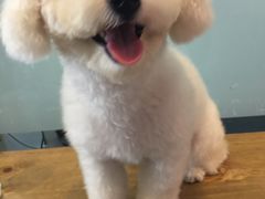 -PETKIT小佩宠物(古北店)