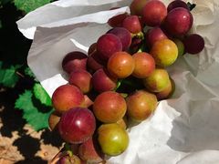 -马陆小张葡萄园农家乐