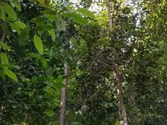 -武吉知马自然保护区