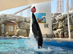 -芜湖新华联大白鲸海洋公园