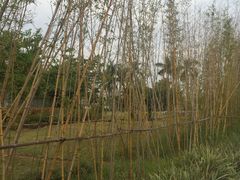 -神光山国家森林公园