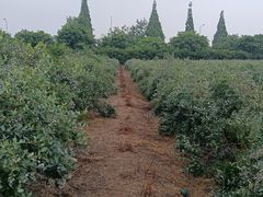 -金谷域澳洲庄园