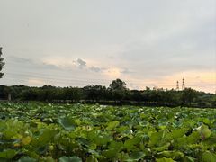 -八卦田遗址公园