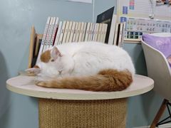 -纳吉亚猫专科动物医院·北北分院