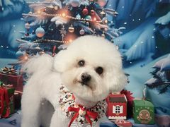 -BABIT巴比特宠物(MOMOPARK店)