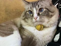 -白兔子密室(长寿路店)