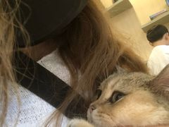 -飞行喵MR PILOT|猫舍·猫咖(静安大融城店)